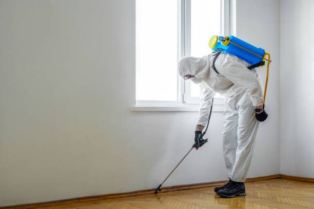 Best Rat Extermination Near Me  in Pitola, CA