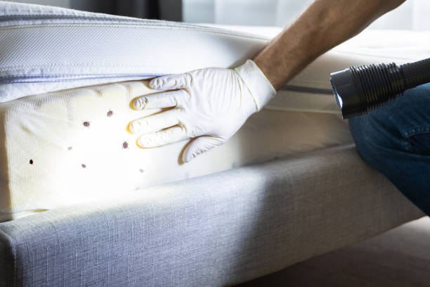 Best Emergency Pest Control  in Pitola, CA