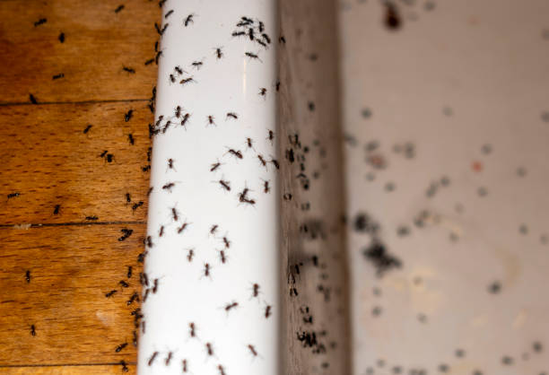 Best Cockroach Control Services  in Pitola, CA