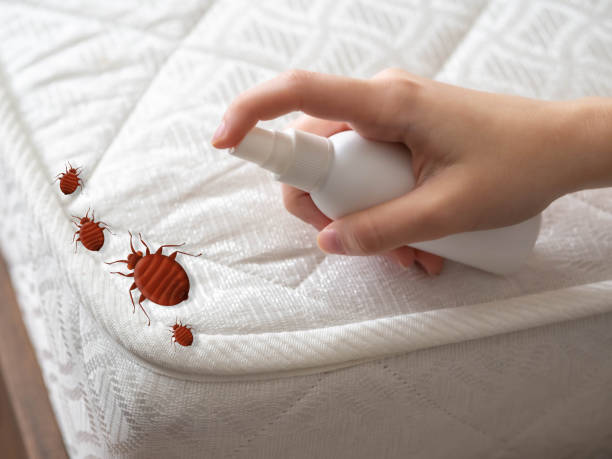 Best Insect Control  in Pitola, CA